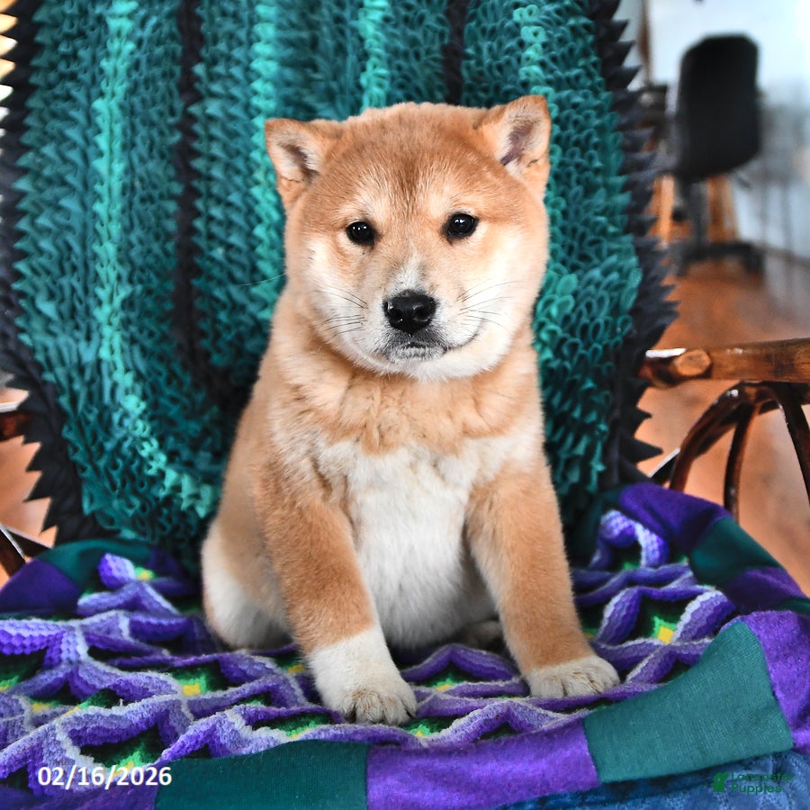 Shiba Inu dogs Rosanna - Ad 1
