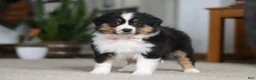 Miniature Australian Shepherd dogs for sale: Macy - Ad 1