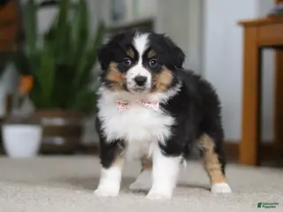 Miniature Australian Shepherd dogs Macy - Ad 39