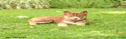 Siberian Husky dogs for sale: Heather - Ad 3