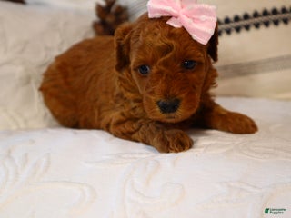 Miniature Poodle dogs - Ad 30