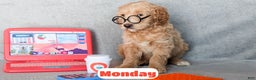 Goldendoodle dogs for sale: Monday - Ad 4