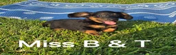 Dachshund dogs for sale: Miss B and T - Ad 1