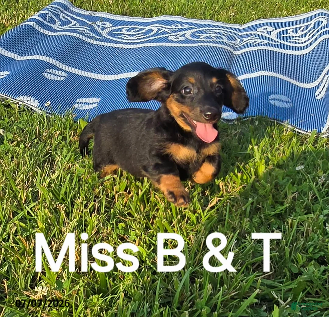 Dachshund dogs for sale: Miss B and T - Ad 1