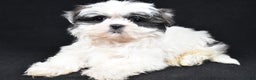 Shih Tzu dogs for sale: Benny - Ad 4
