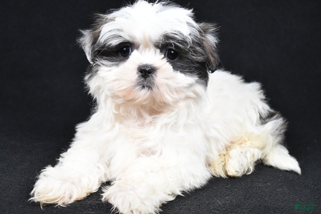 Shih Tzu dogs for sale: Benny - Ad 4