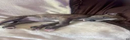 American Pit Bull Terrier dogs for sale: American Pit Bull Terrier Puppy 3 - Ad 4