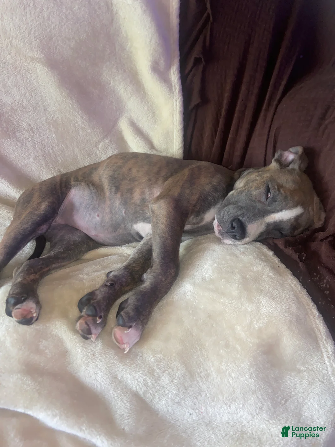 American Pit Bull Terrier dogs for sale: American Pit Bull Terrier Puppy 3 - Ad 4