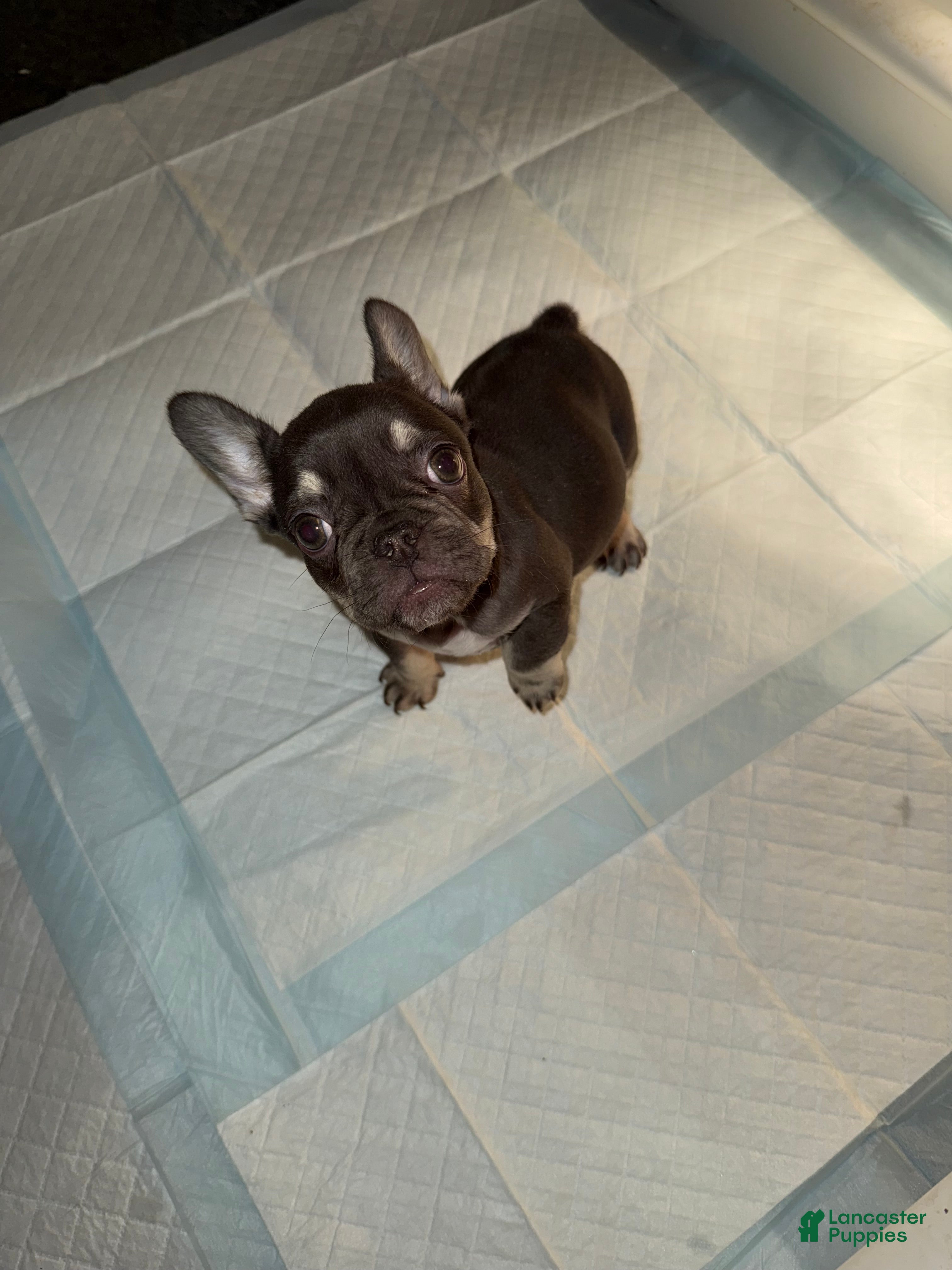 French Bulldog dogs French Bulldog Puppy 2 - Ad 2