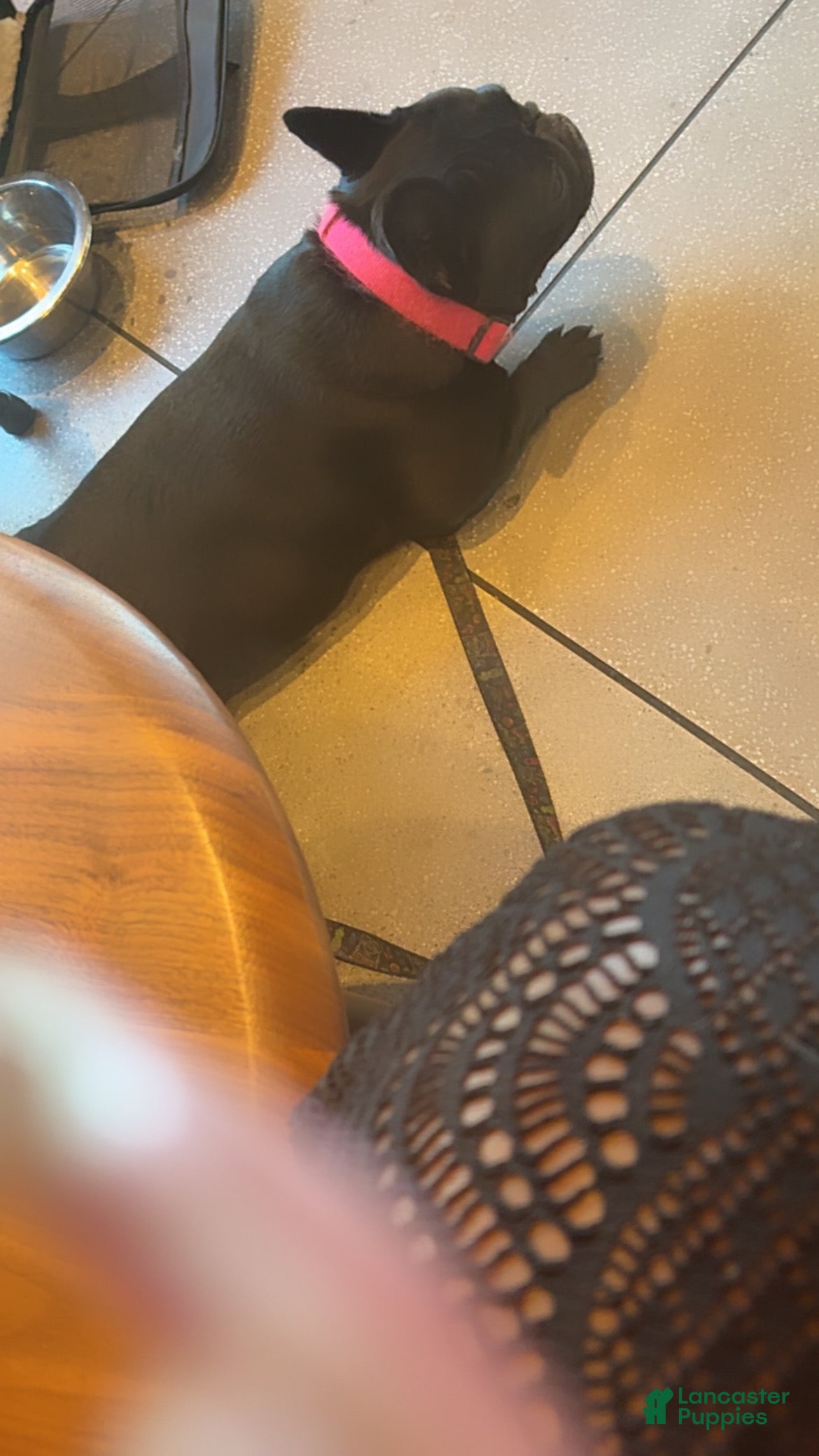Dg