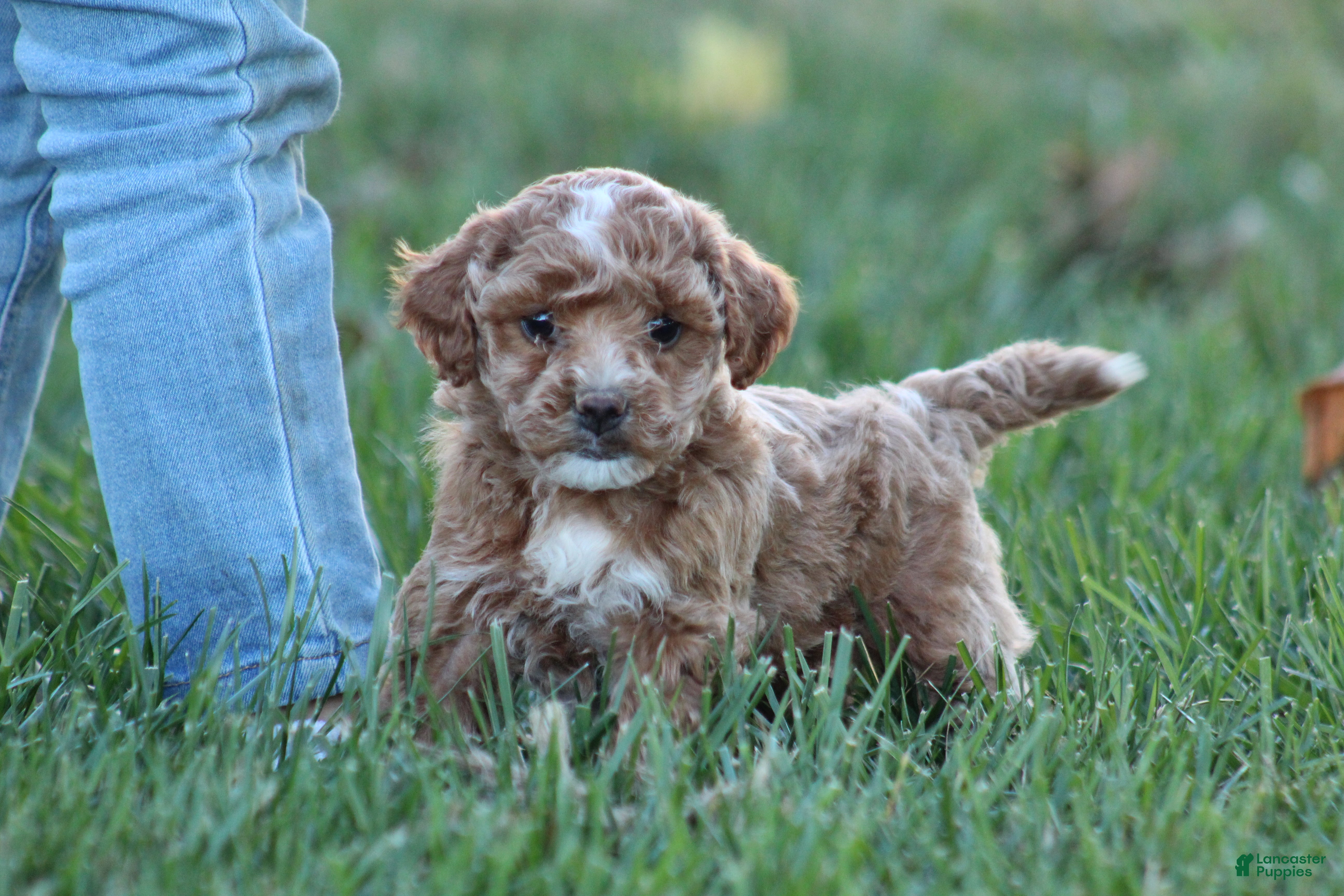 Bichpoo dogs for sale: Bailey - Ad 1