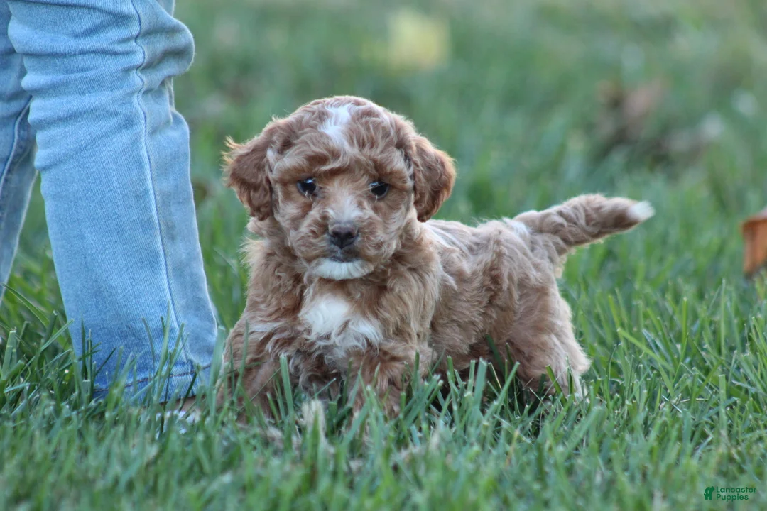 Bichpoo dogs for sale: Bailey - Ad 1
