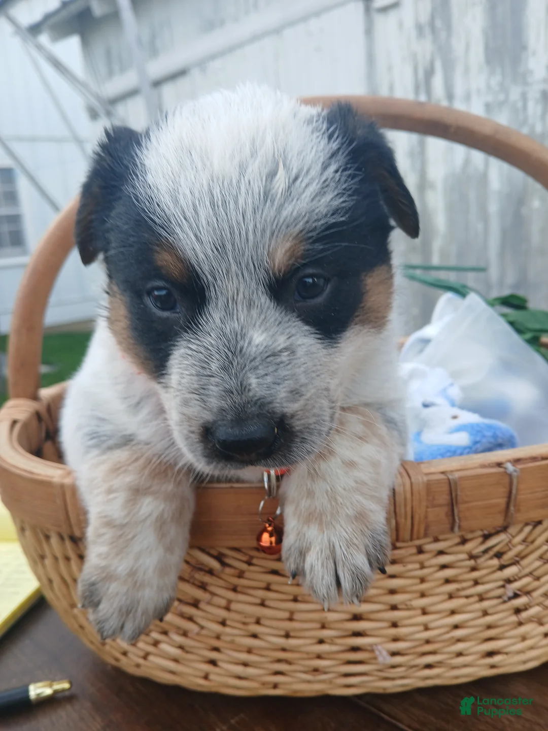 Australian Cattle Dog dogs for sale: Australian Cattle Dog Puppy 8 Daly - Ad 1