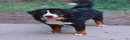 Bernese Mountain Dog dogs for sale: Ciena  - Ad 4