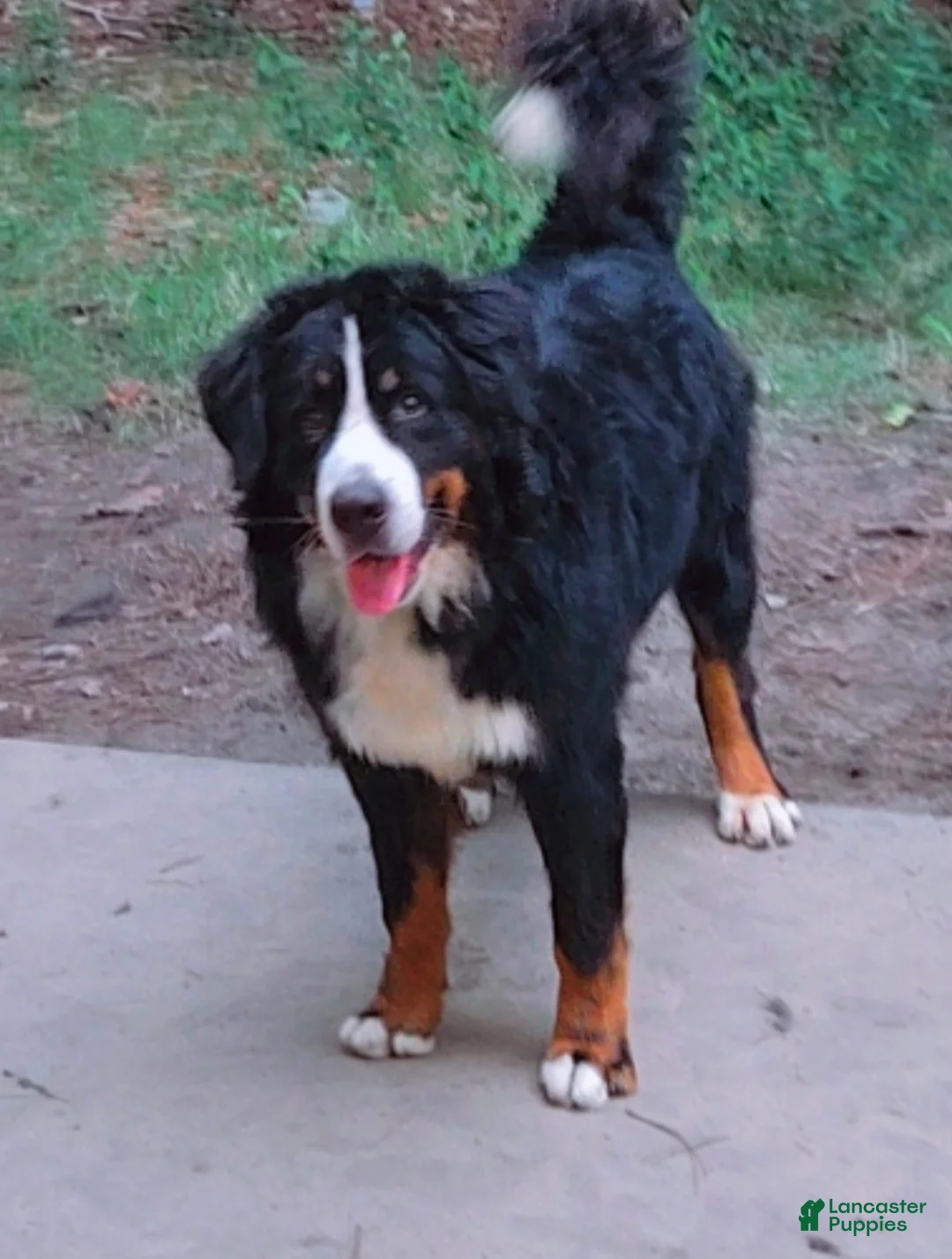 Bernese Mountain Dog dogs for sale: Ciena  - Ad 4
