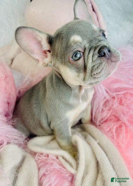 French Bulldog dogs French Bulldog Puppy 1 - Ad 5