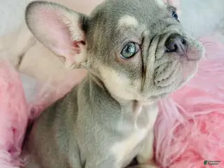 French Bulldog dogs French Bulldog Puppy 1 - Ad 5