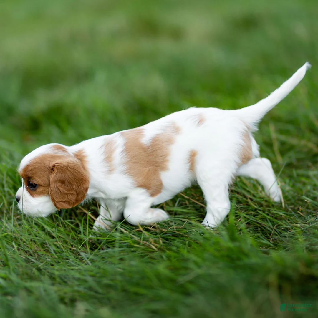 Cavalier King Charles Spaniel dogs for sale: Fitz Cavalier King Charles Spaniel  - Ad 5