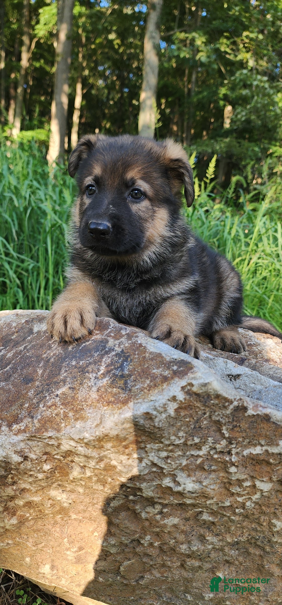 German Shepherd dogs Trusa - Ad 2