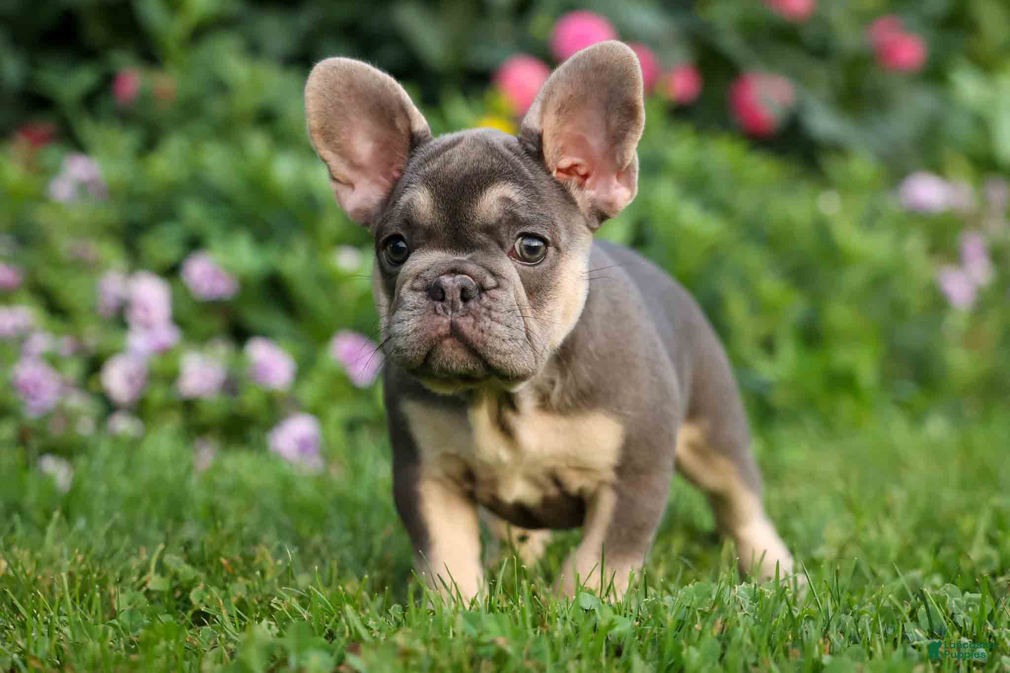 French Bulldog dogs  Flora Jane 🩷 - Ad 1