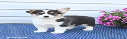 Welsh Corgi Pembroke dogs for sale: Jewel - Ad 3