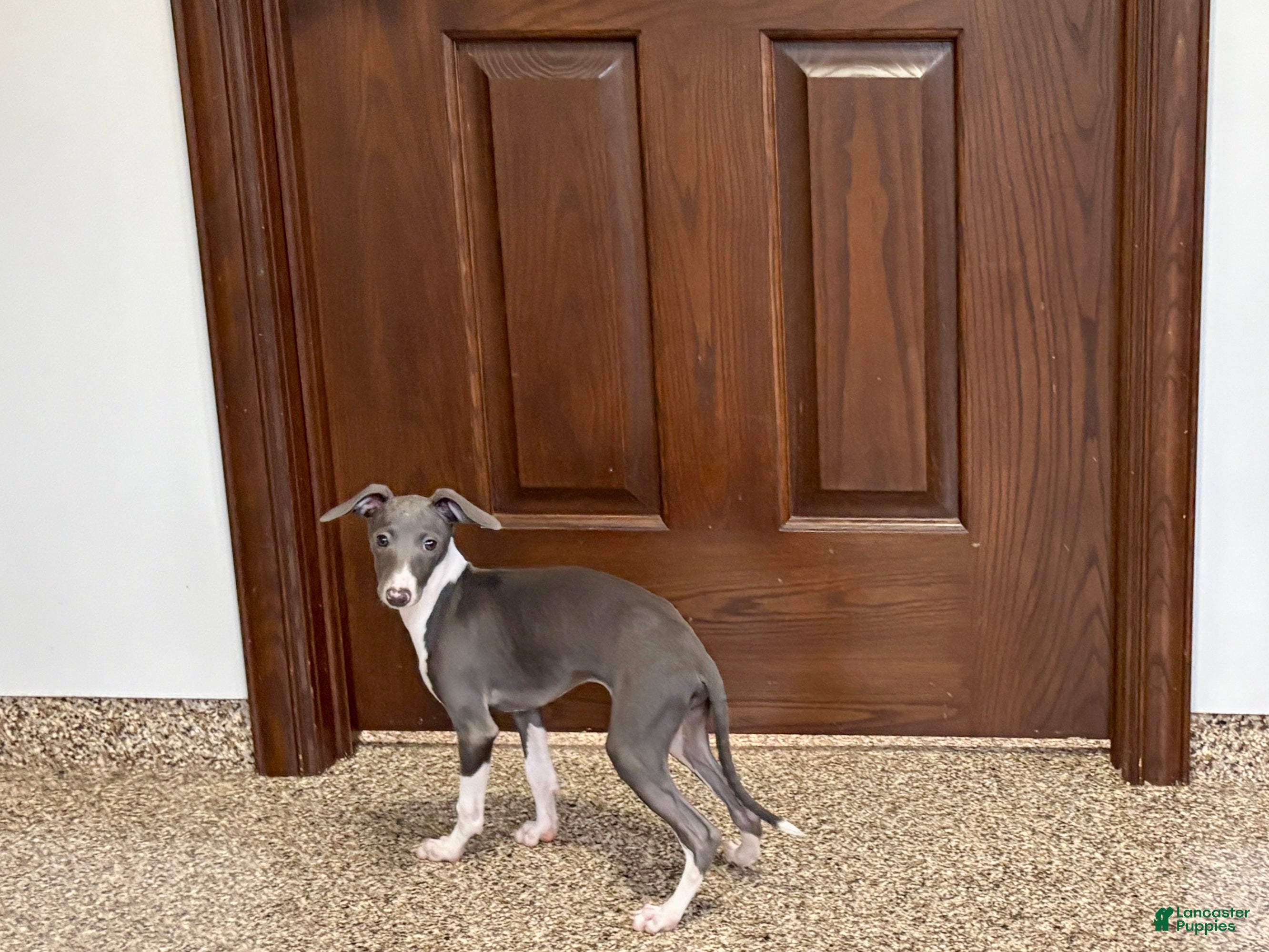 Italian Greyhound dogs Larry - Ad 2