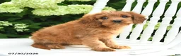 Cavapoo dogs for sale: Daffodil - Ad 3