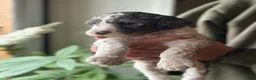 Standard Poodle dogs for sale: Piper, Standard Poodle Puppy 4 - Ad 15