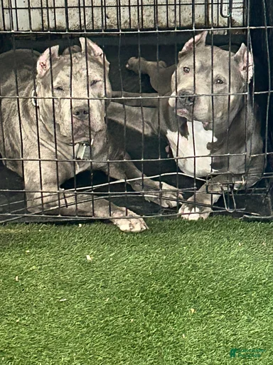 Gallery Image {{count}}