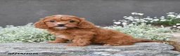 Cavapoo dogs for sale: Dallas - Ad 4