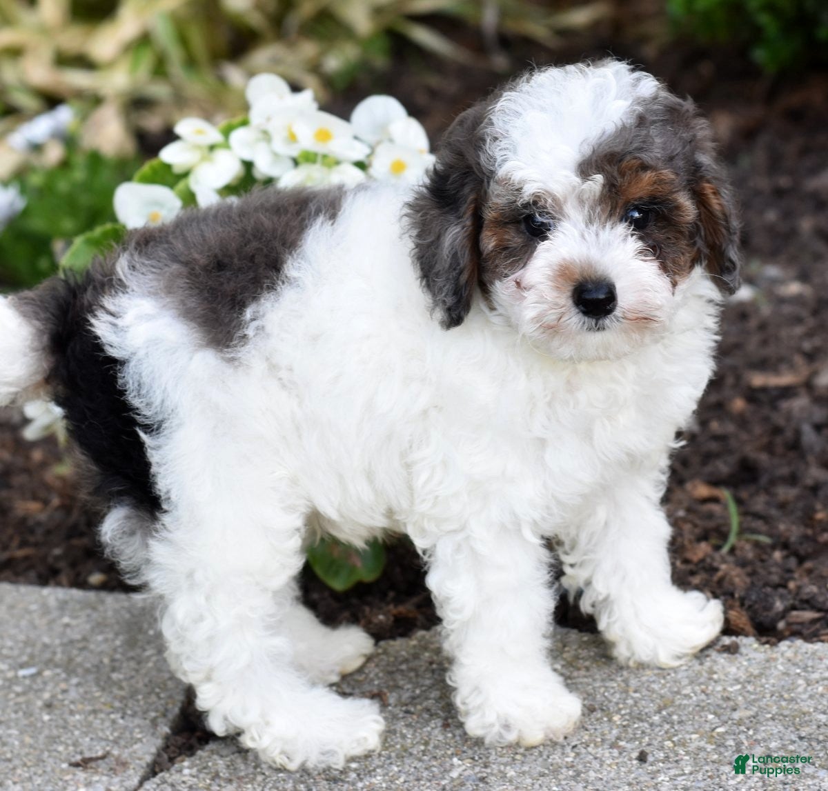 Miniature Poodle dogs for sale: Denver - Ad 4