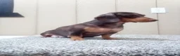 Dachshund dogs for sale: Bryce - Ad 13