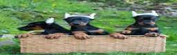 Doberman Pinscher dogs for sale: Amber  - Ad 5