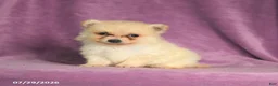 Pomeranian dogs for sale: Cookie - Ad 1