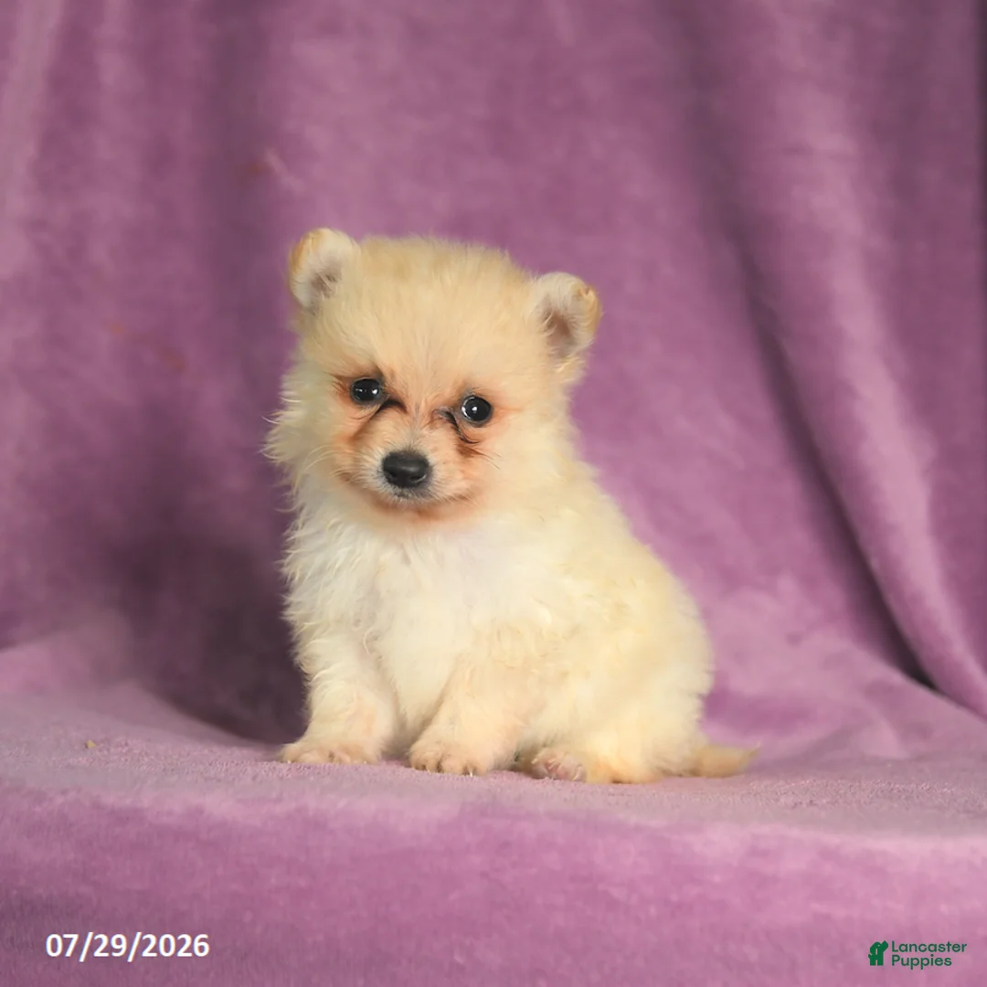 Pomeranian dogs for sale: Cookie - Ad 1
