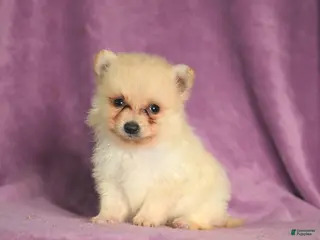 Pomeranian dogs Cookie - Ad 1