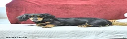 Miniature Dachshund dogs for sale: Snoopy - Ad 6