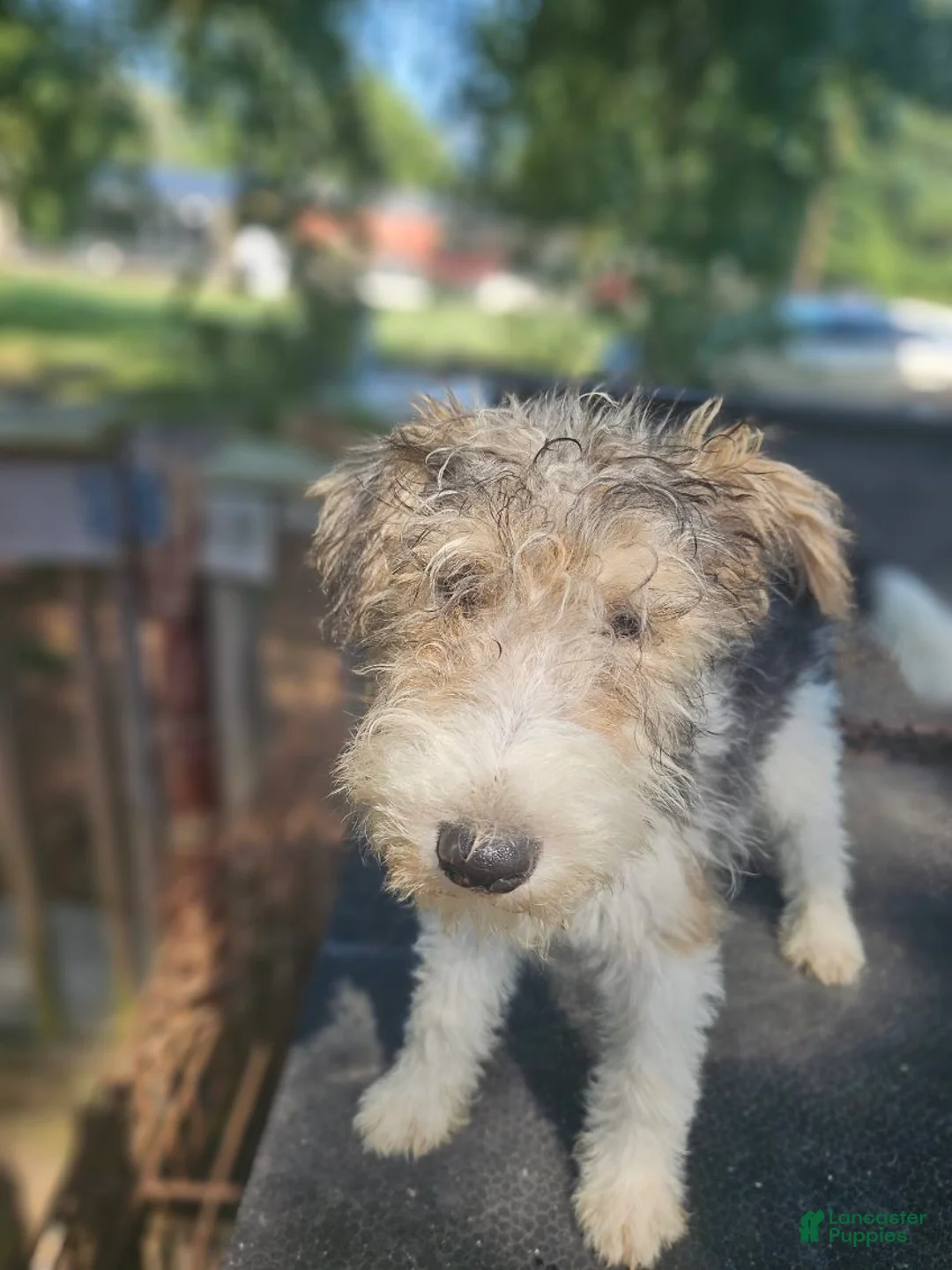 Wire Fox Terrier dogs for sale: Wire Fox Terrier Female - Ad 4