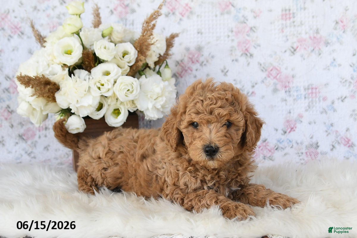 Mini Goldendoodle dogs Molly - Ad 1