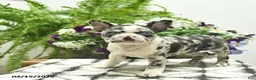 Boston Terrier dogs for sale: Rosie  - Ad 1