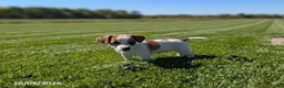 Jack Russell Terrier dogs for sale: Lindsey - Ad 2