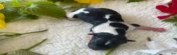 Biewer Terrier dogs for sale: Mochi - Ad 6