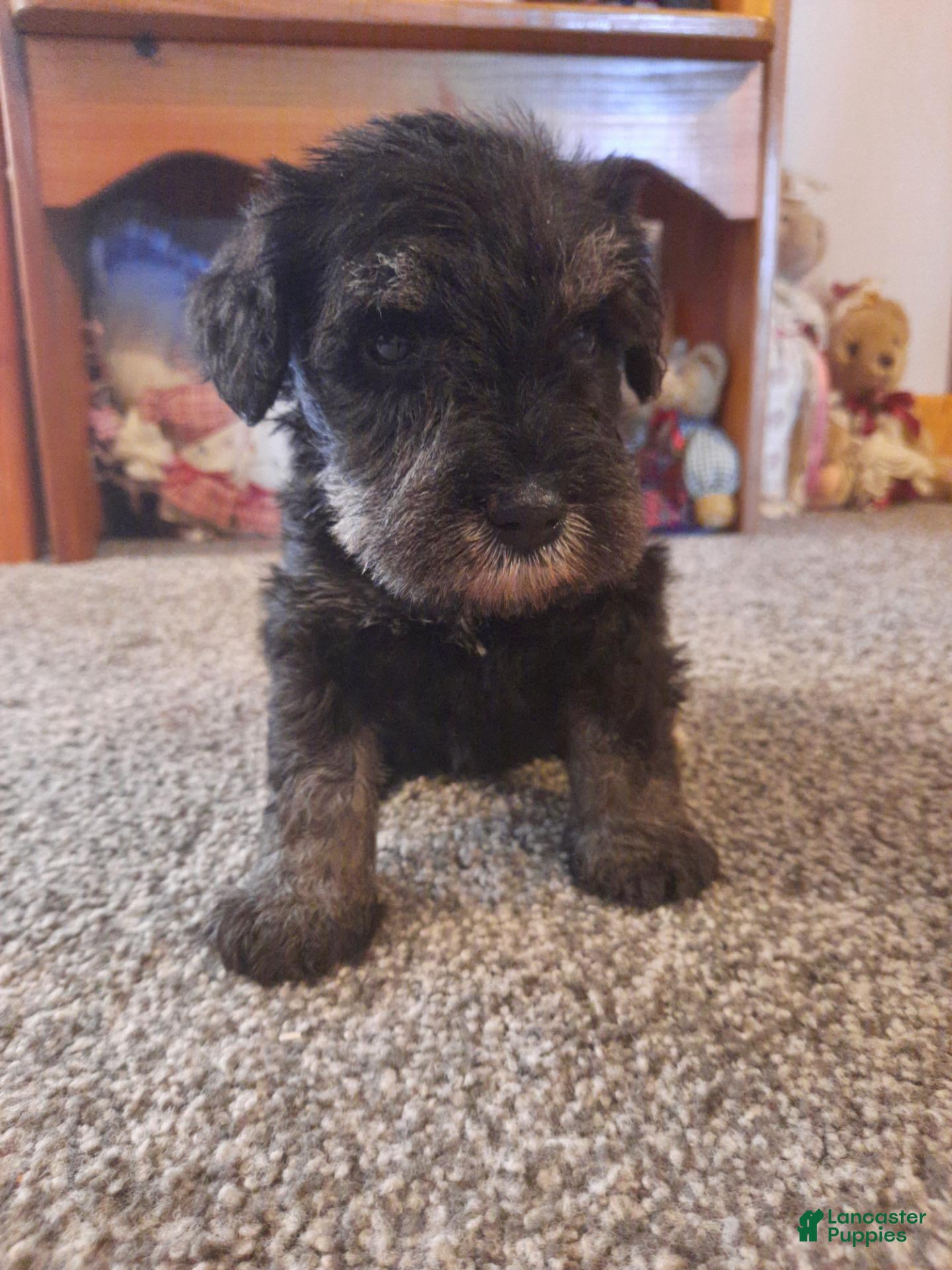 Miniature Schnauzer dogs AKC Peanut - Ad 1