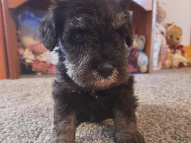 Miniature Schnauzer dogs for sale: AKC Peanut - Ad 1
