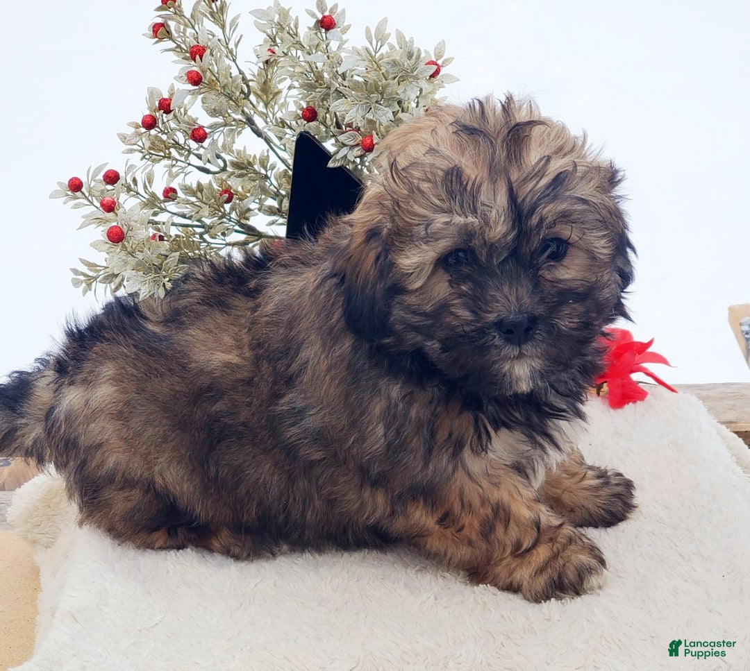 Teddy Bear dogs for sale: Betsy - Ad 3