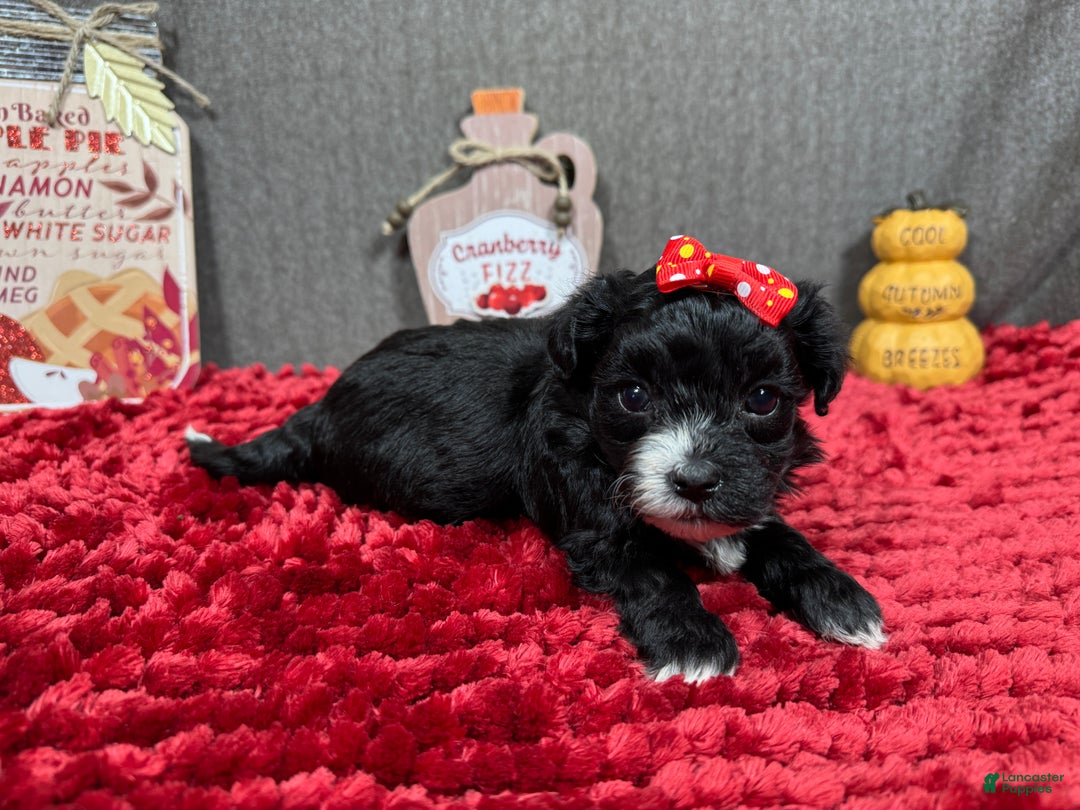 Morkie dogs for sale: Morkie Puppy 2 - Ad 6