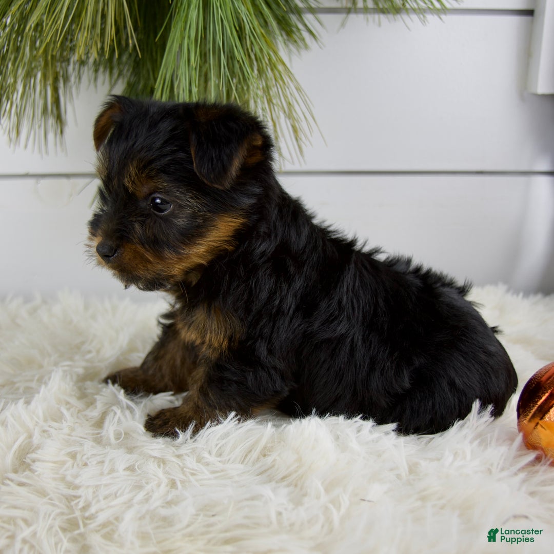 Yorkshire Terrier dogs for sale: Cody - Ad 3