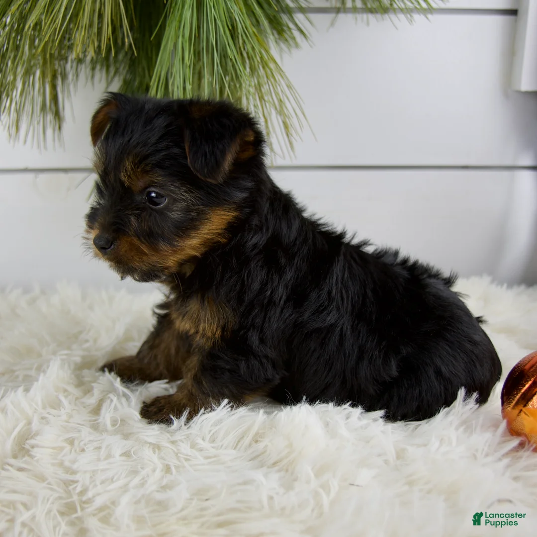 Yorkshire Terrier dogs for sale: Cody - Ad 3