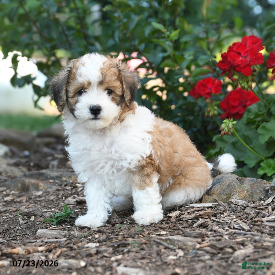 Havapoo dogs Sheldon - Ad 2