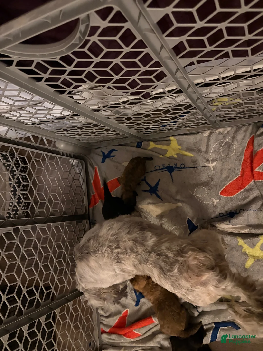 Shihpoo dogs for sale: Shihpoo 7 - Ad 2